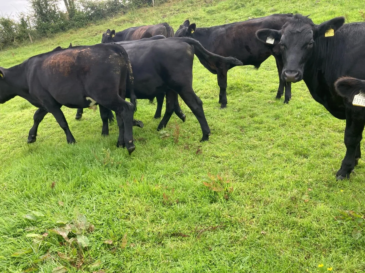 7 Aberdeen Angus Bullocks - Image 4