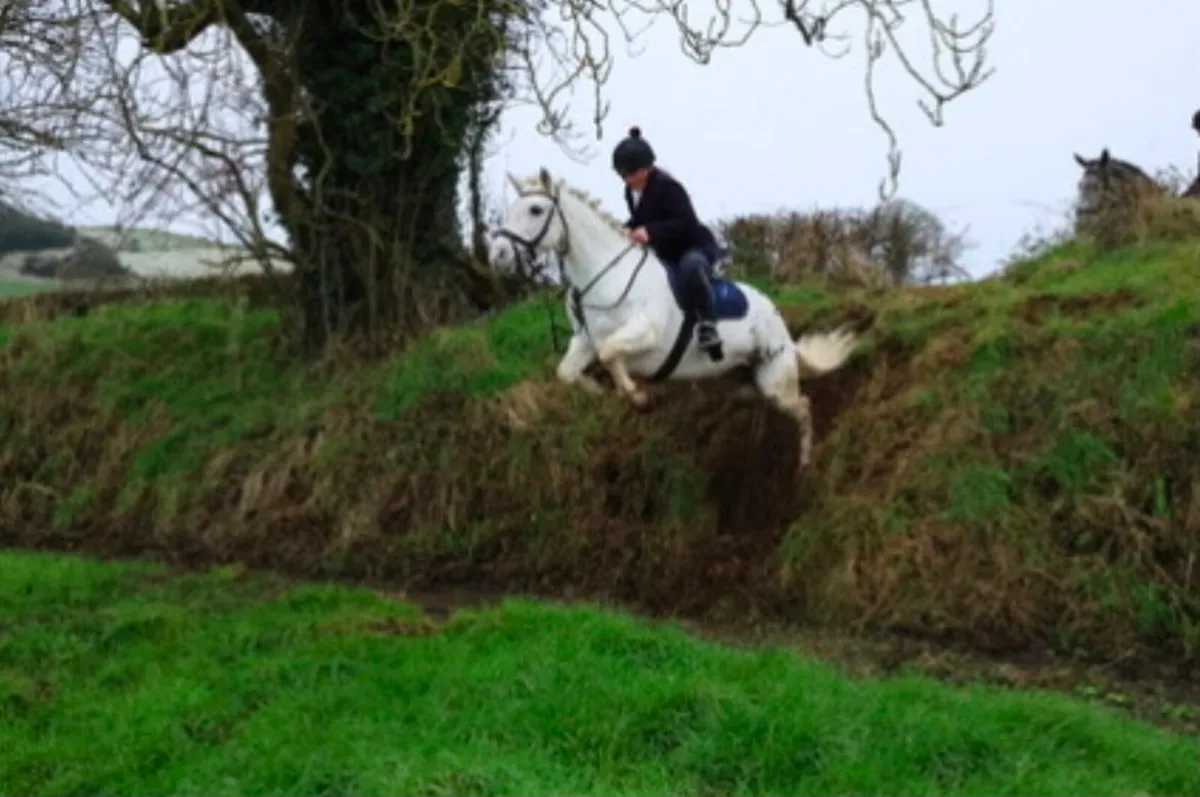 8 yo connamara pony - Image 1