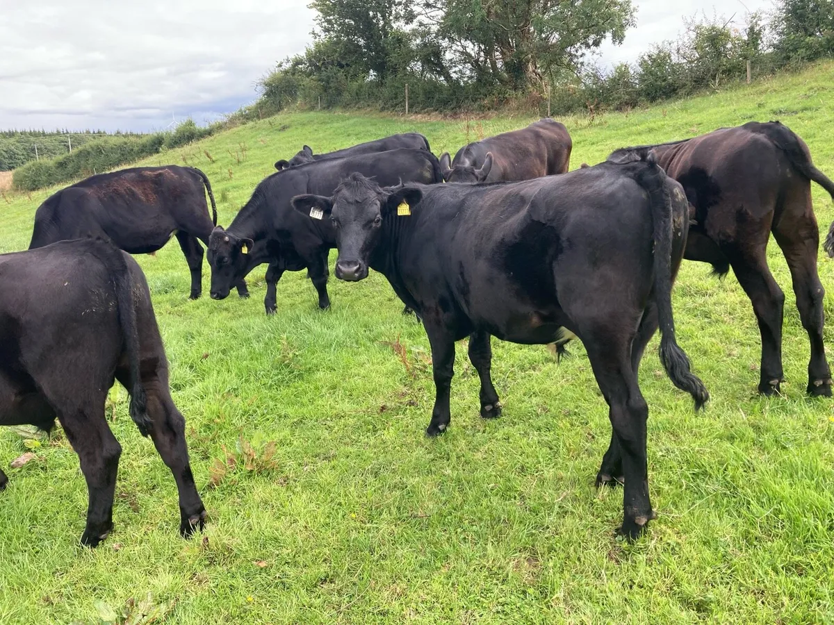 7 Aberdeen Angus Bullocks - Image 3