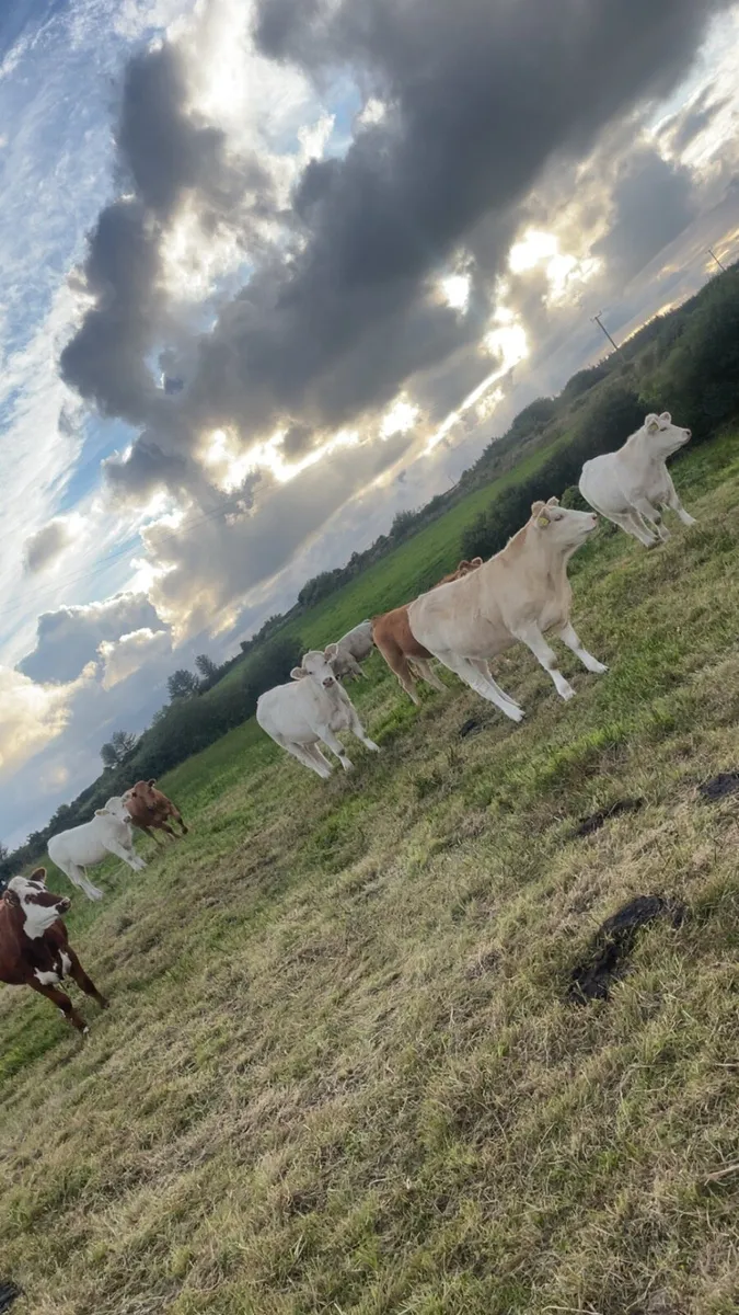 10 HOMEBRED TOP QUALITY heifers - Image 1