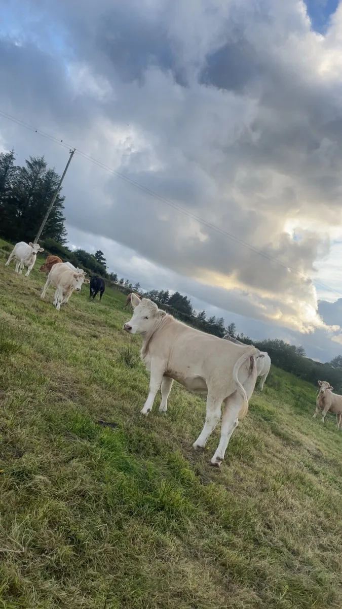 10 HOMEBRED TOP QUALITY heifers - Image 2