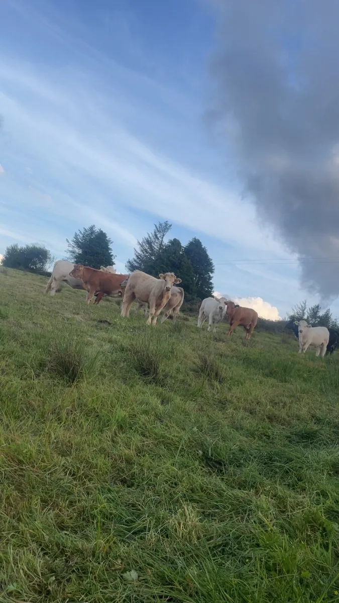 10 HOMEBRED TOP QUALITY heifers - Image 3