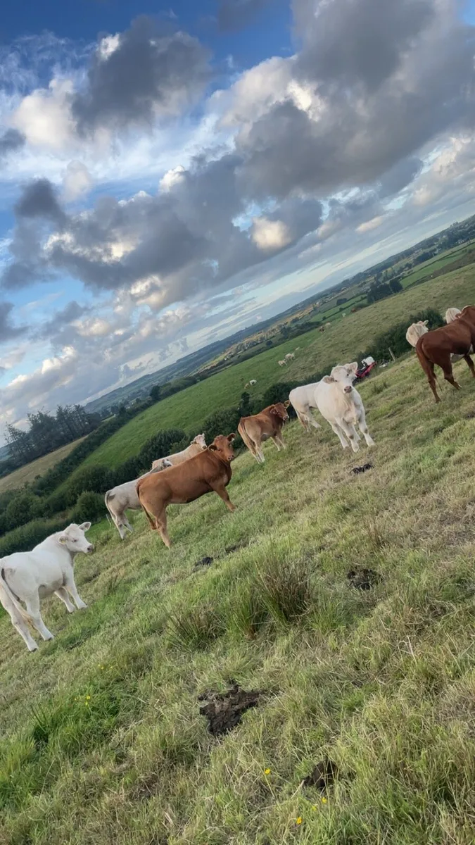 10 HOMEBRED TOP QUALITY heifers - Image 4