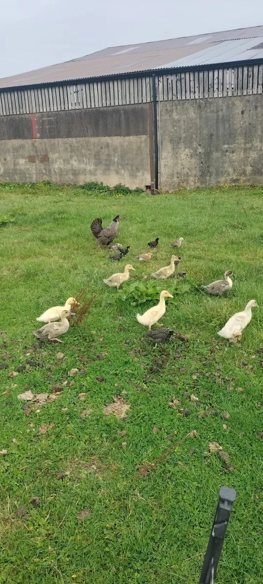 Bantams & ducks - Image 2