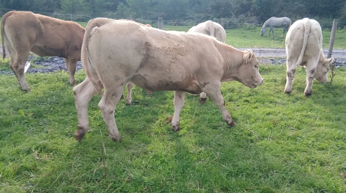8 super  u grade  heifers - Image 3