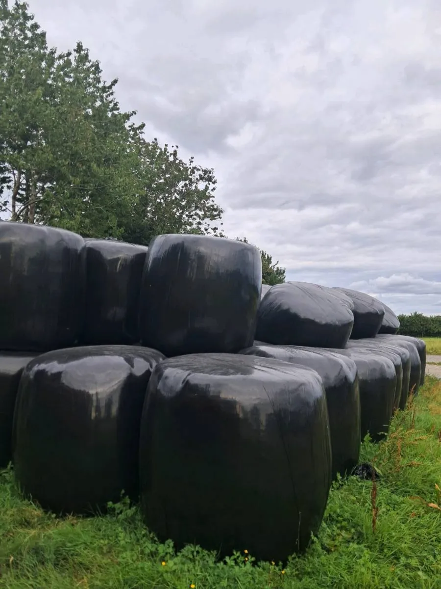 Silage - Image 2