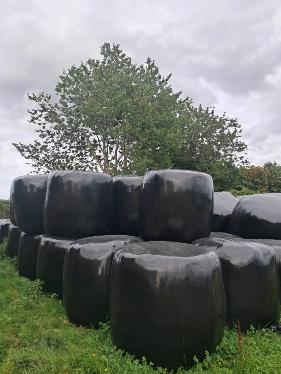Silage - Image 1