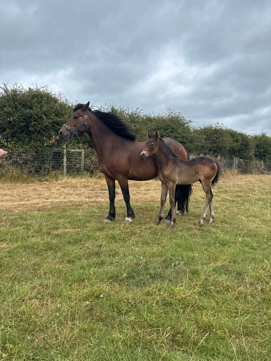 Connemara mare - Image 1