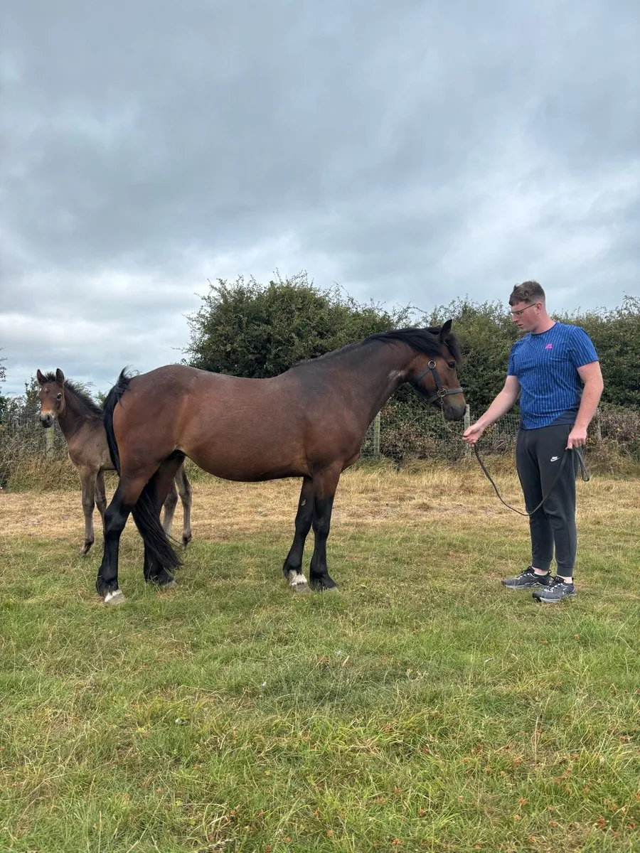 Connemara mare - Image 3