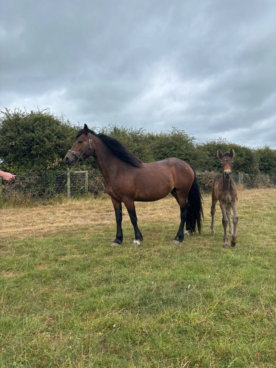 Connemara mare - Image 4