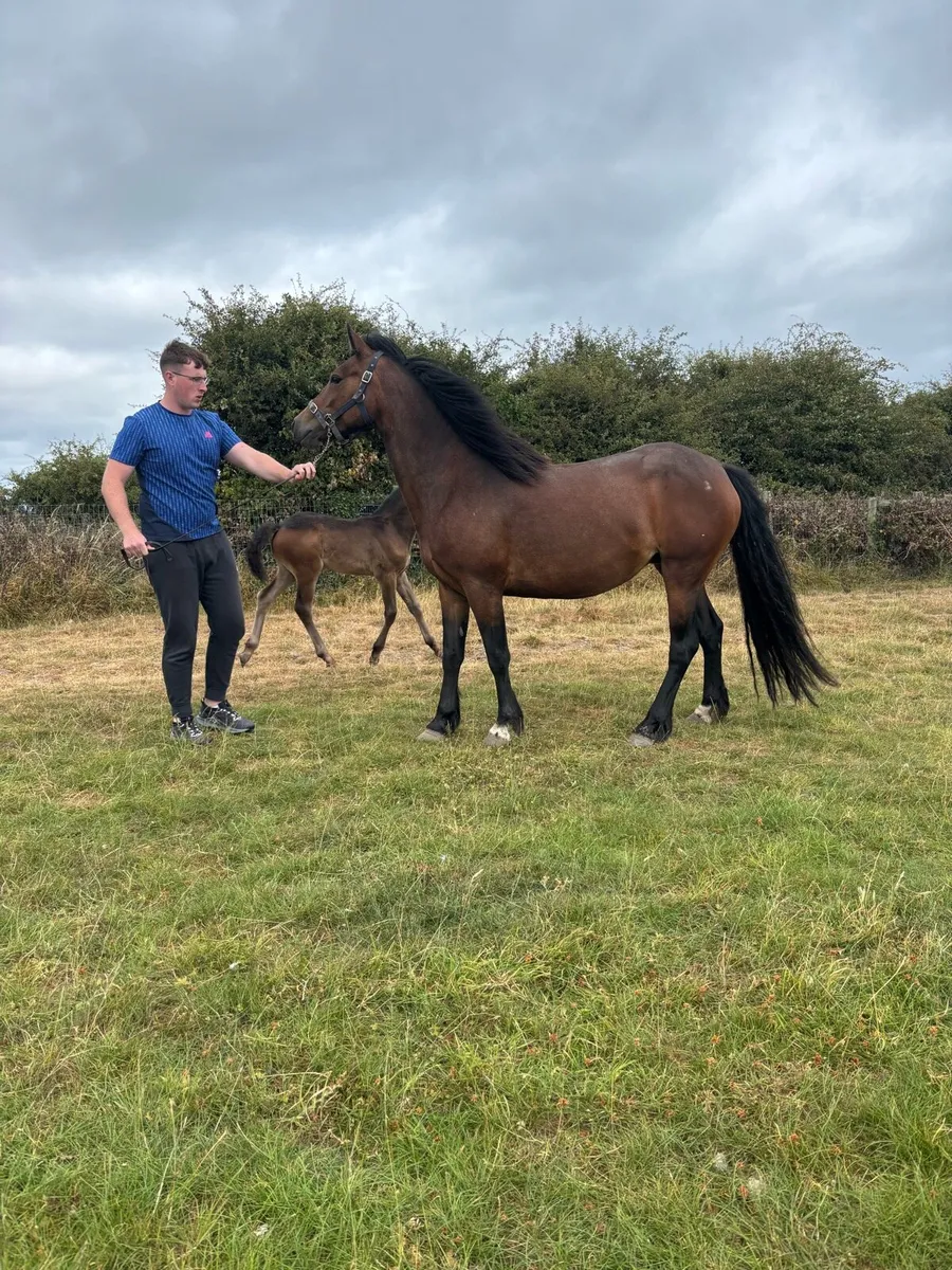 Connemara mare - Image 2
