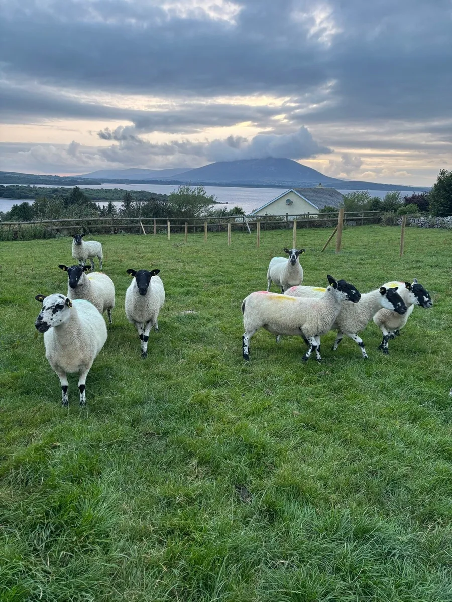 Mule Hoggets Vaccinated - Image 1