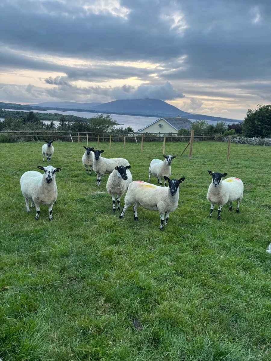 Mule Hoggets Vaccinated - Image 2