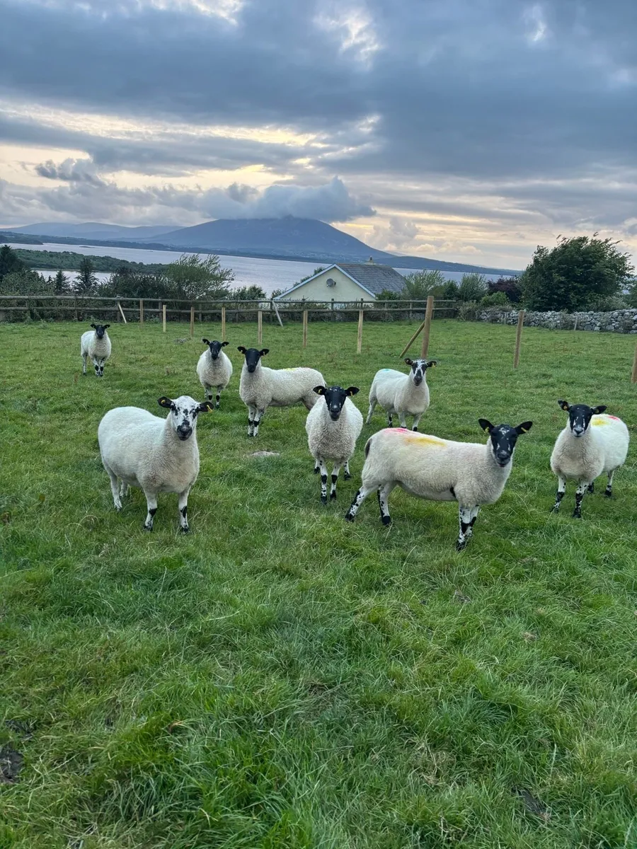 Mule Hoggets Vaccinated - Image 3