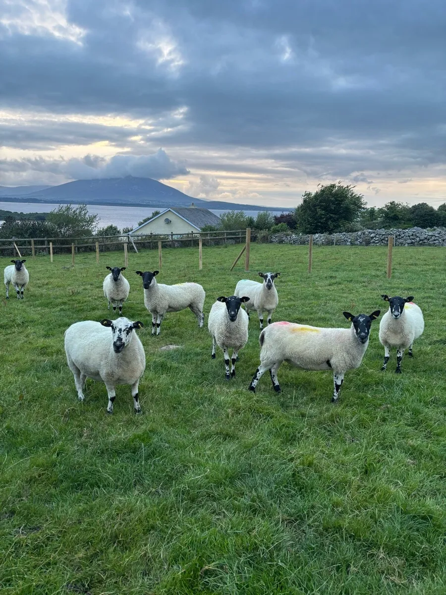 Mule Hoggets Vaccinated - Image 4