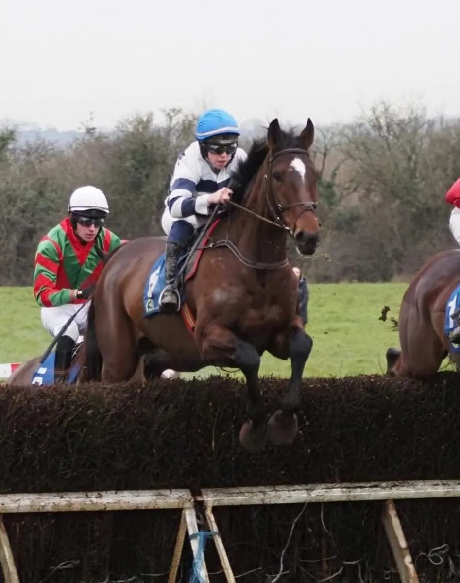 TB gelding - Image 2