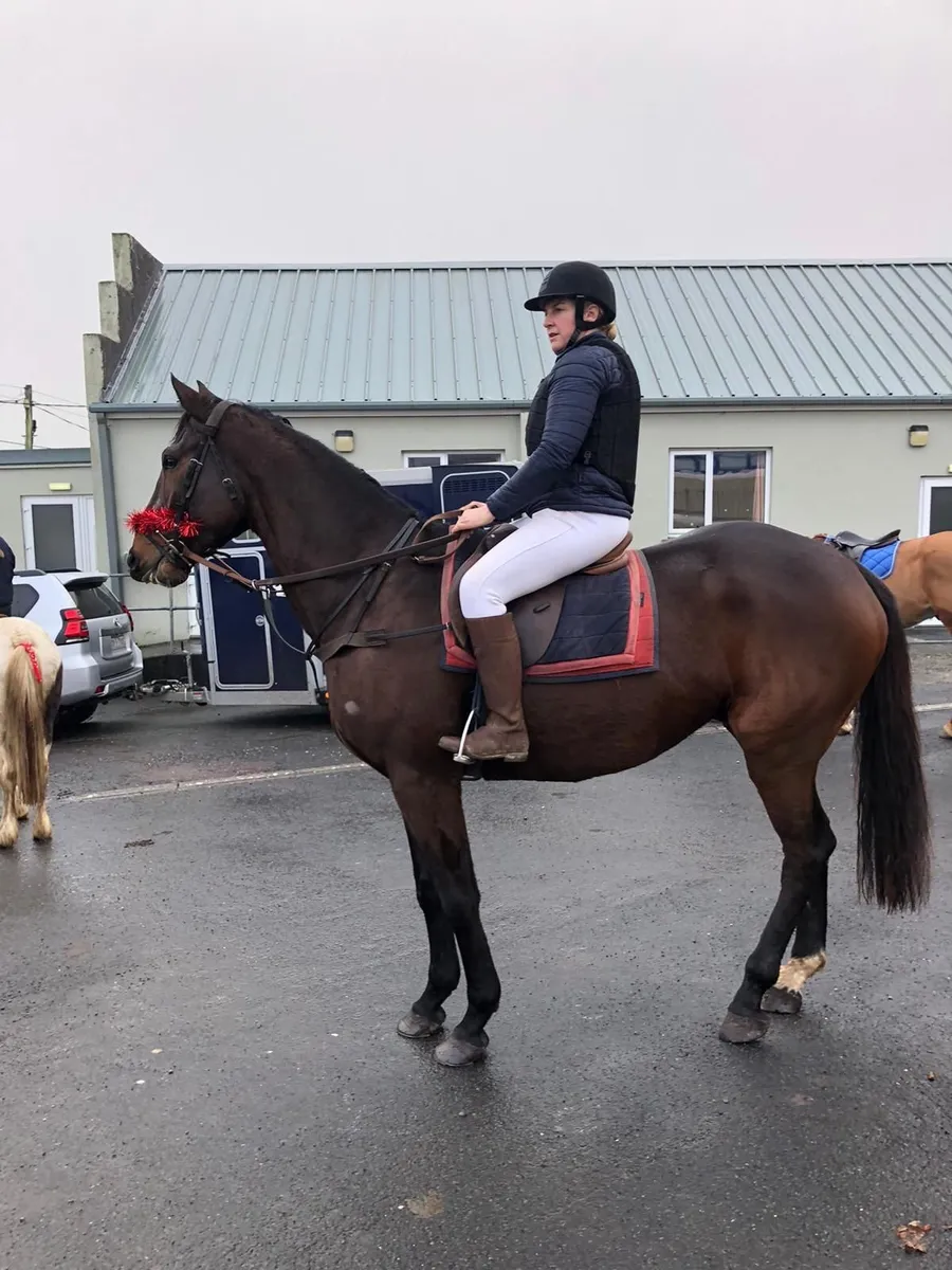 TB gelding - Image 3