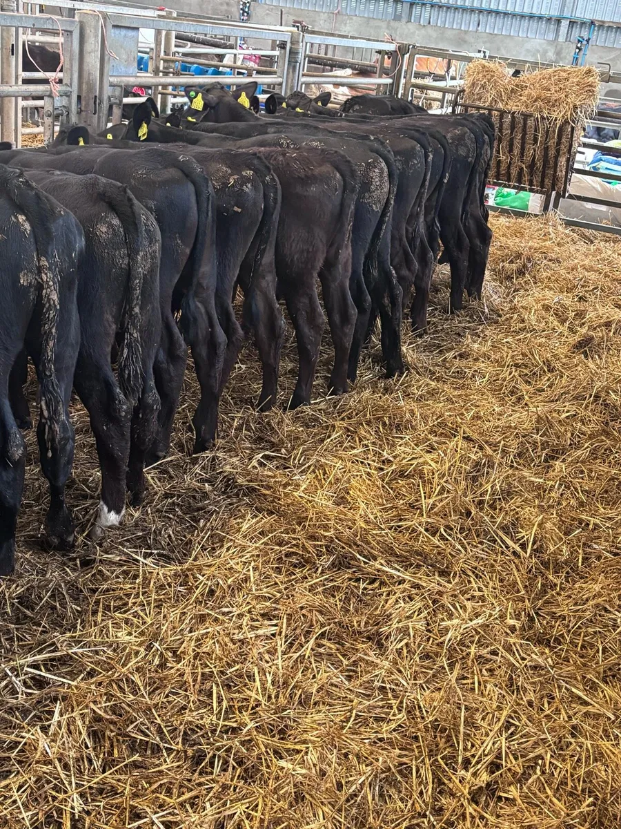Angus bull’s. - Image 1