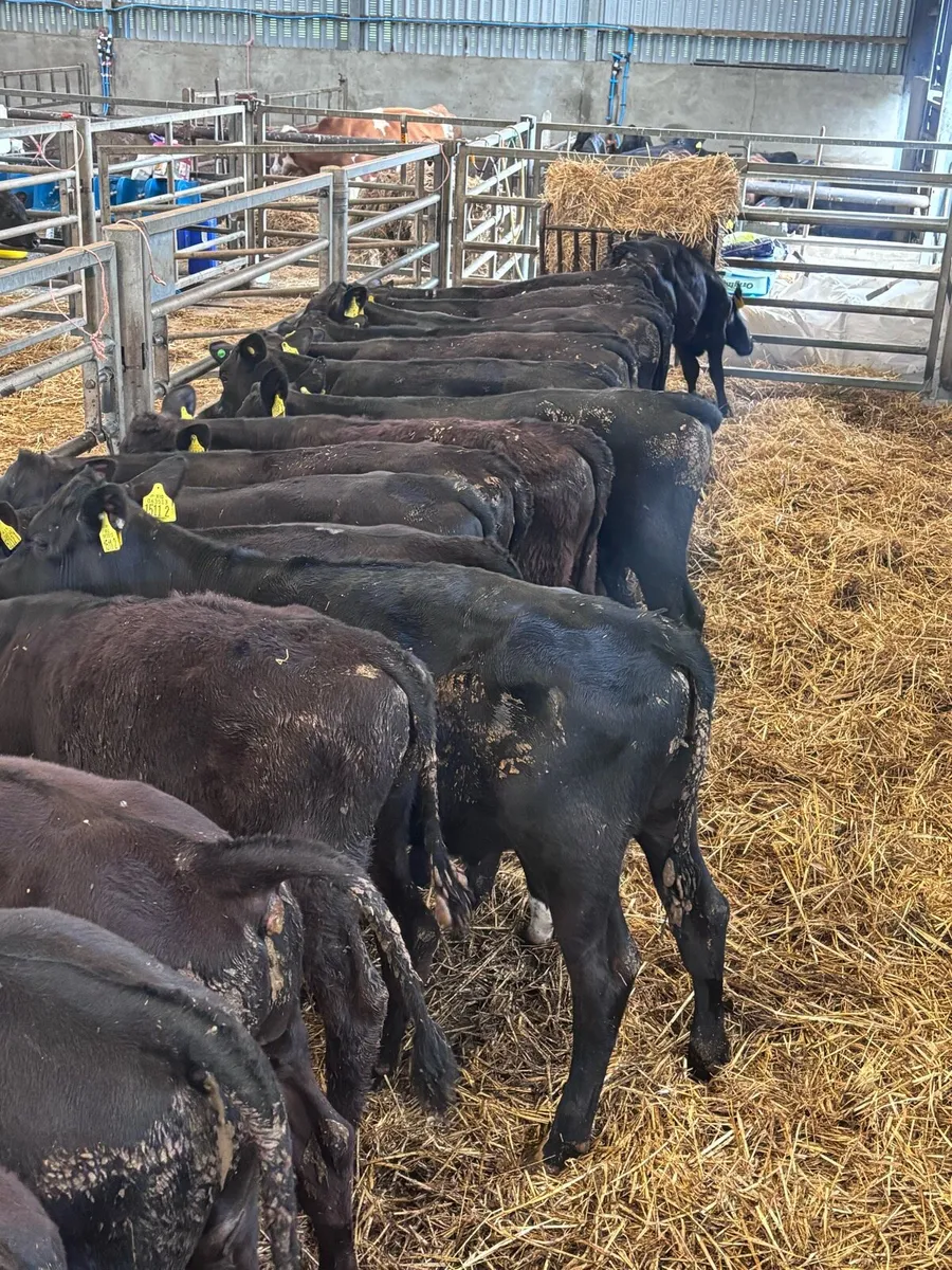 Angus bull’s. - Image 2