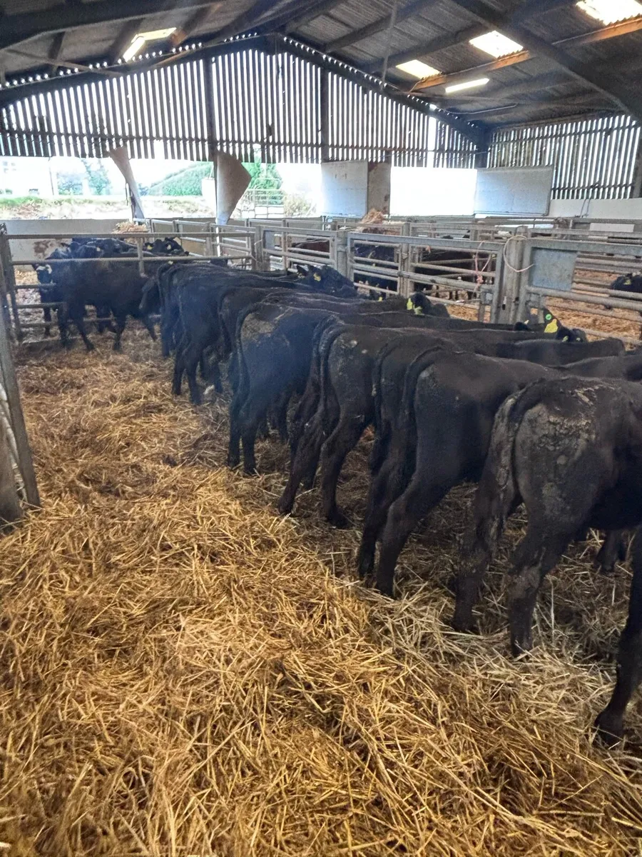 Angus bull’s. - Image 3