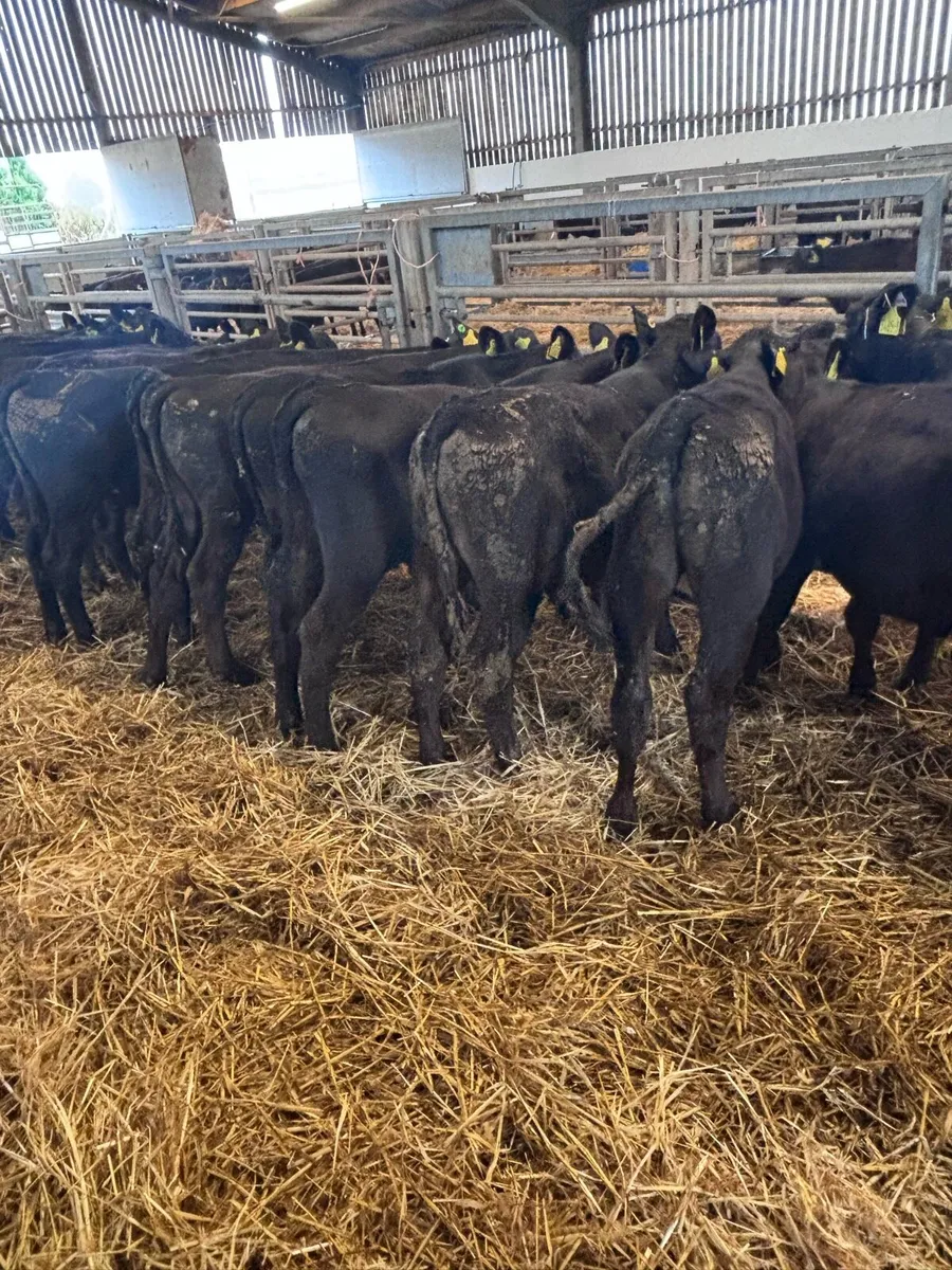 Angus bull’s. - Image 4