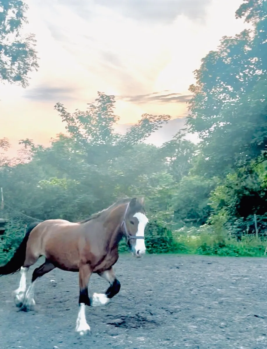 Flashy Riding Cob - Image 1