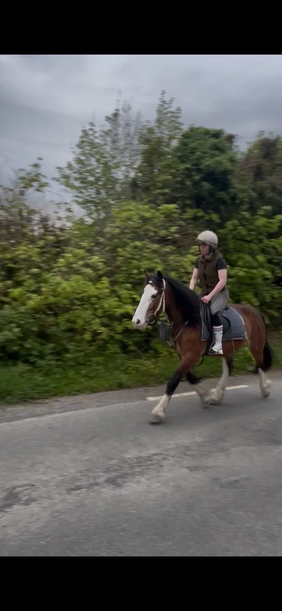 Flashy Riding Cob - Image 2