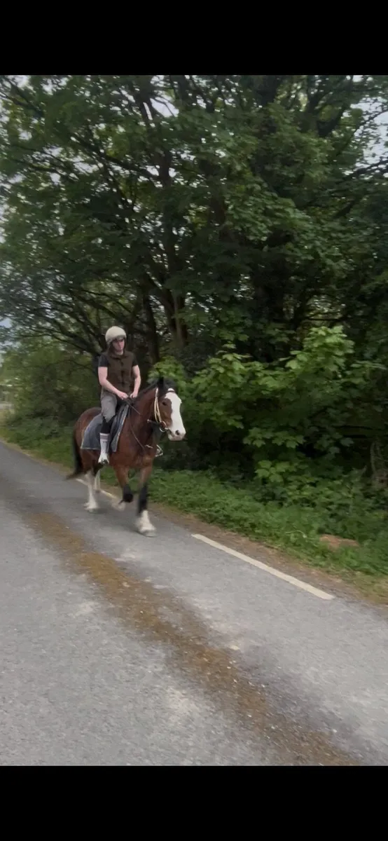 Flashy Riding Cob - Image 4