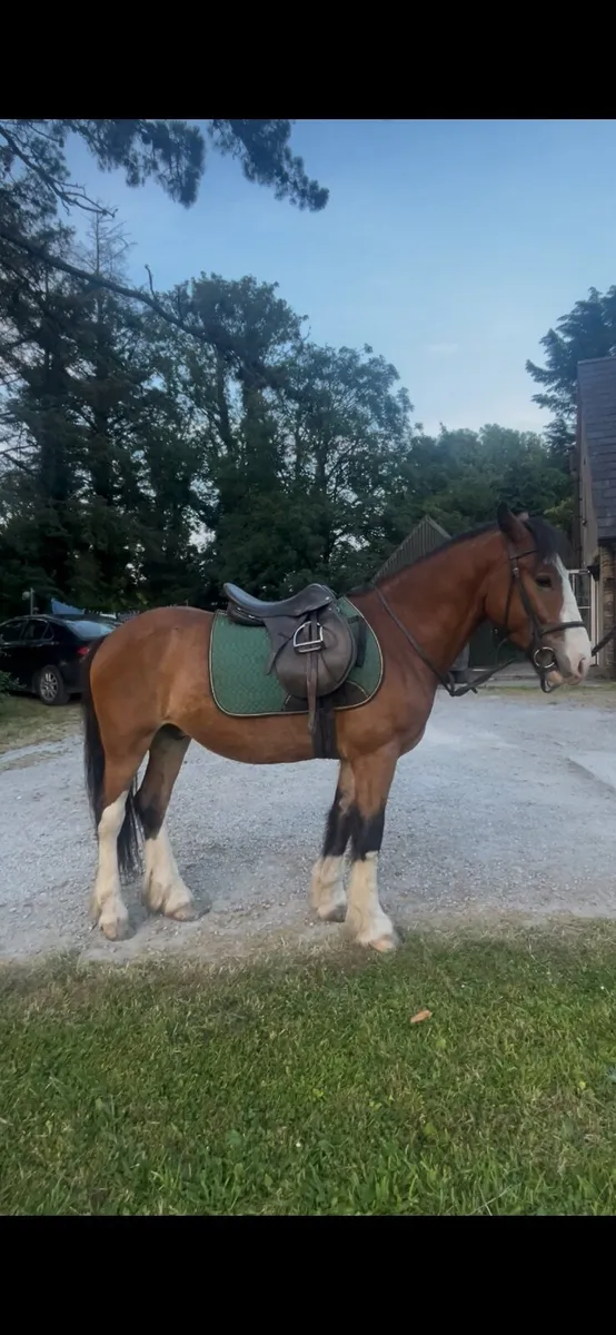 Flashy Riding Cob - Image 3