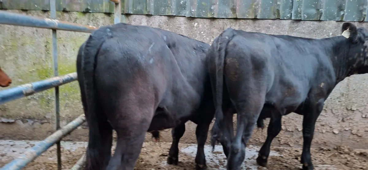 Angus Bulls - Image 2