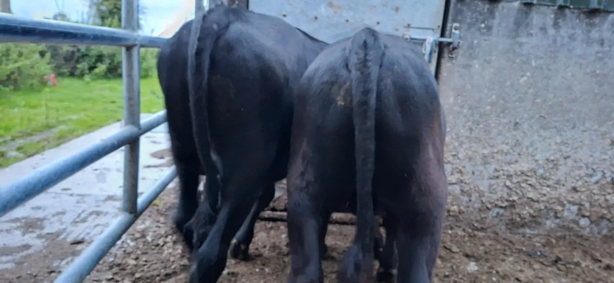 Angus Bulls - Image 1
