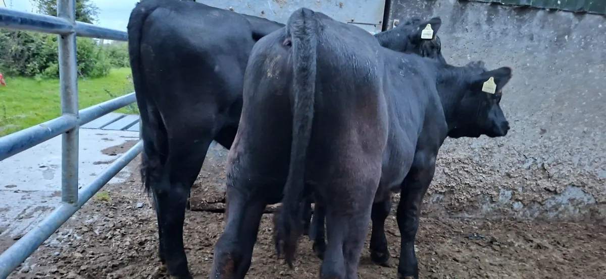 Angus Bulls - Image 3