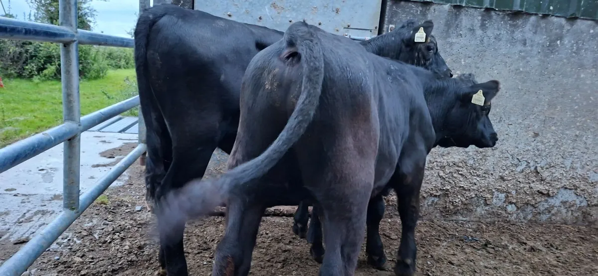 Angus Bulls - Image 4