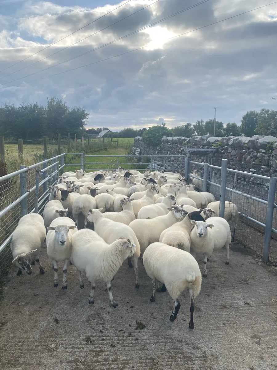 Quality Crossbred Hoggets - Image 2