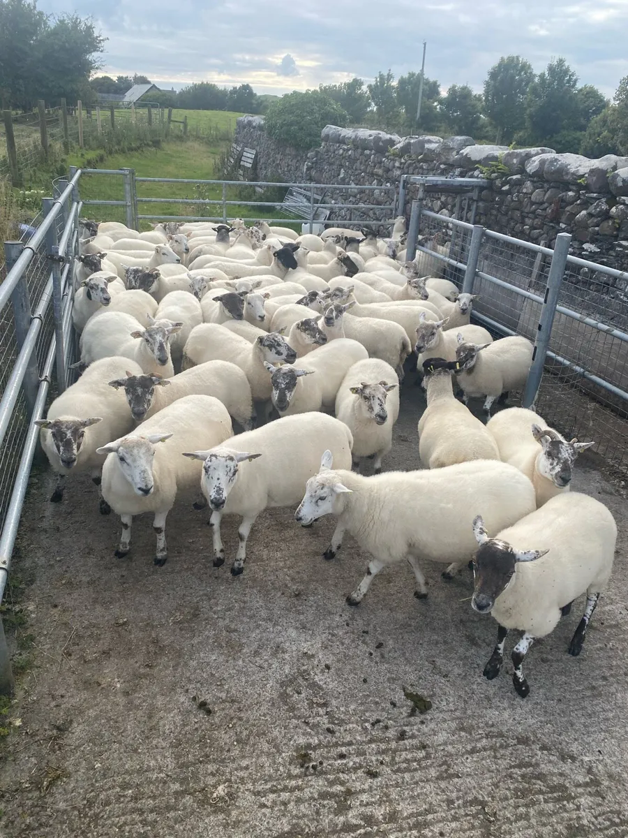 Quality Crossbred Hoggets - Image 1