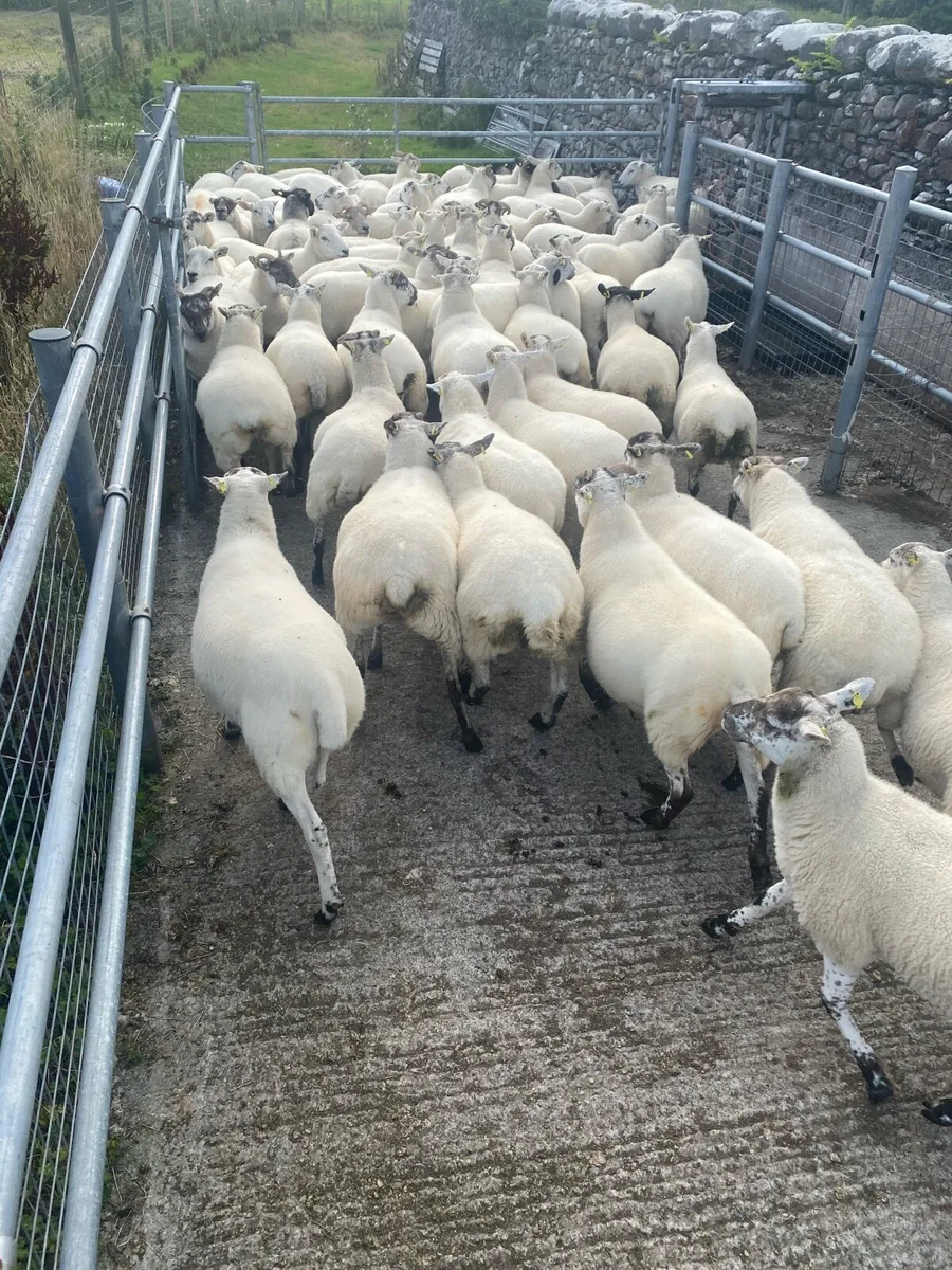 Quality Crossbred Hoggets - Image 3