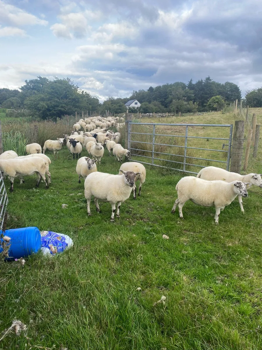 Quality Crossbred Hoggets - Image 4