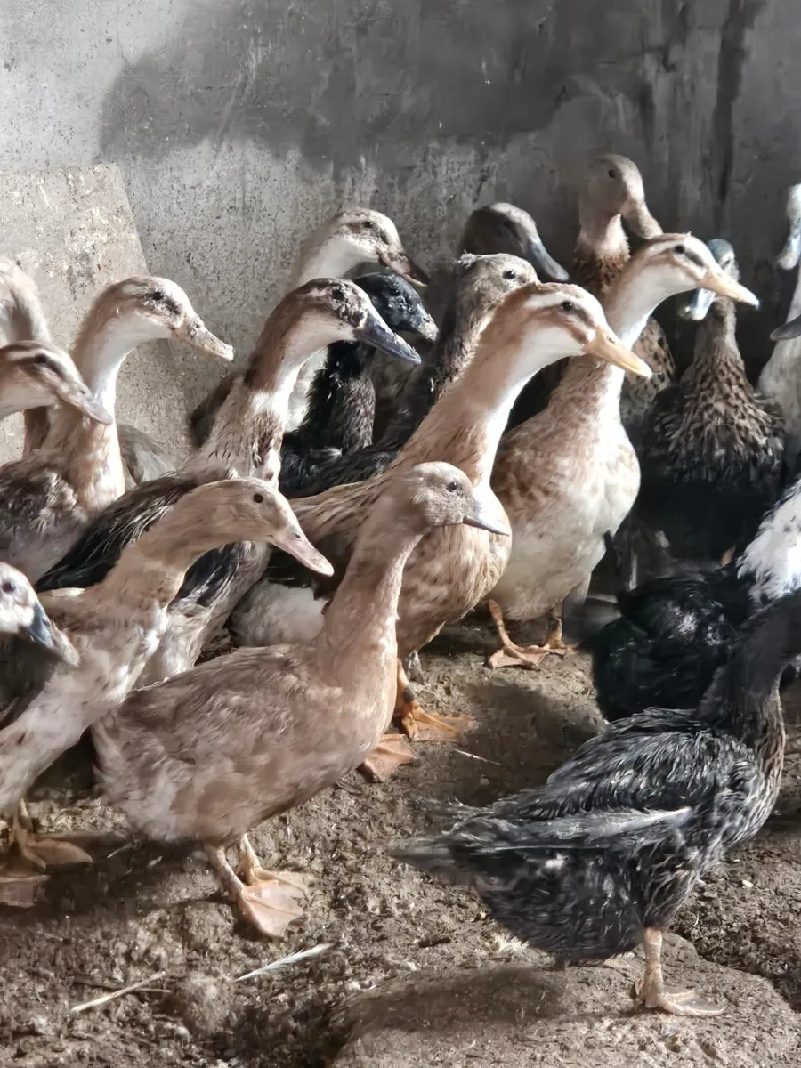 Ducks - Mixed Breeds - Image 2