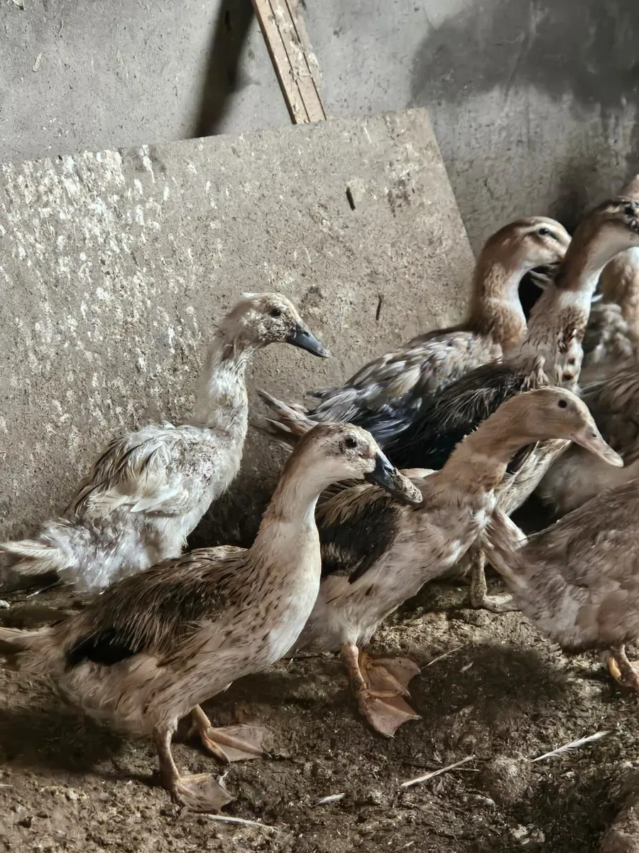 Ducks - Mixed Breeds - Image 3