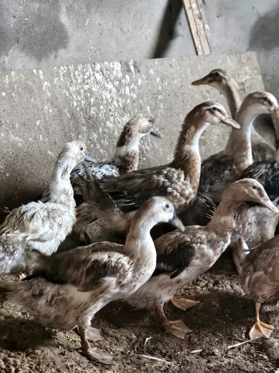 Ducks - Mixed Breeds - Image 4