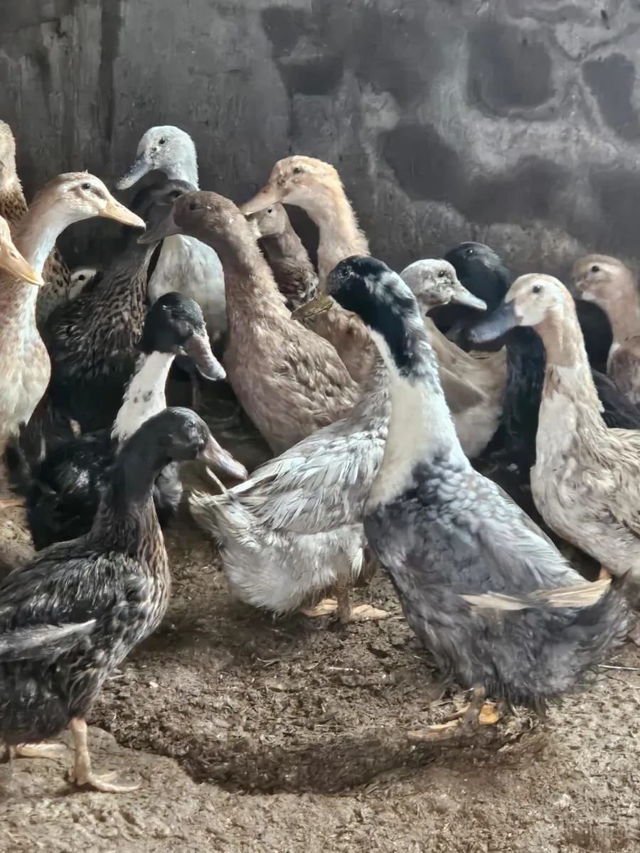 Ducks - Mixed Breeds - Image 1