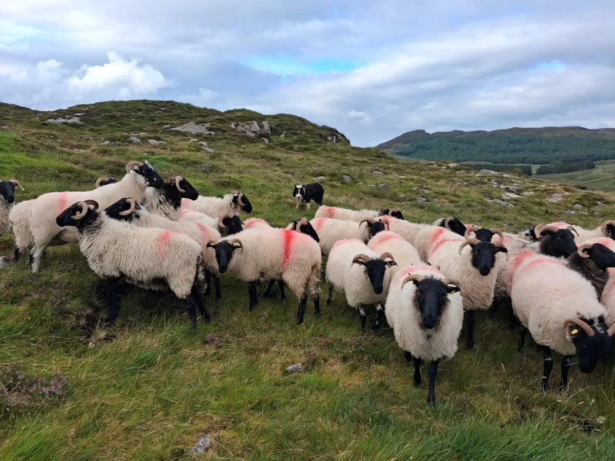 Sheep - Image 3