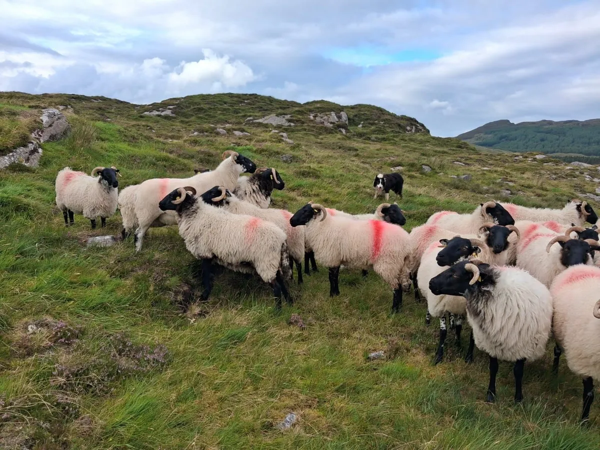 Sheep - Image 4