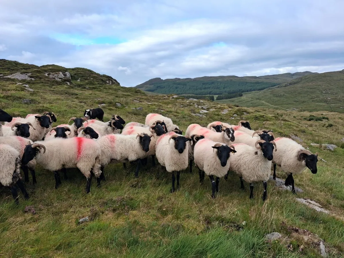 Sheep - Image 2