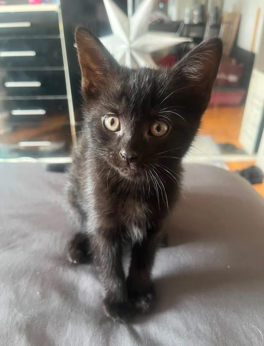Kittens - Image 1