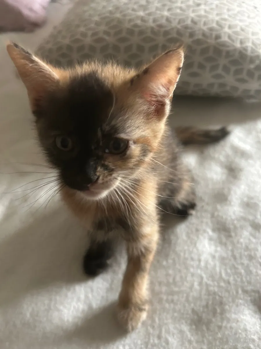 Kittens - Image 2