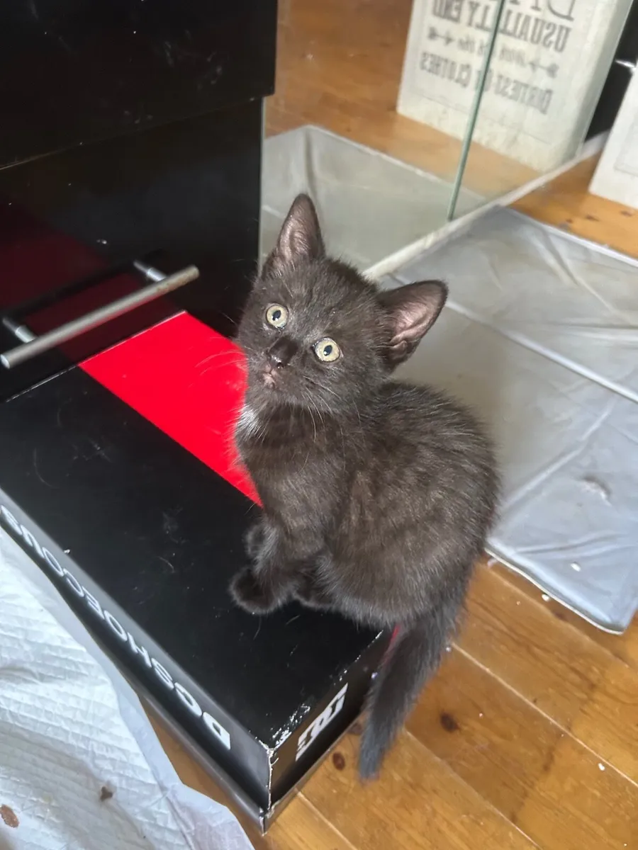Kittens - Image 3