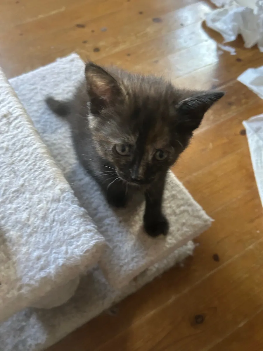 Kittens - Image 4