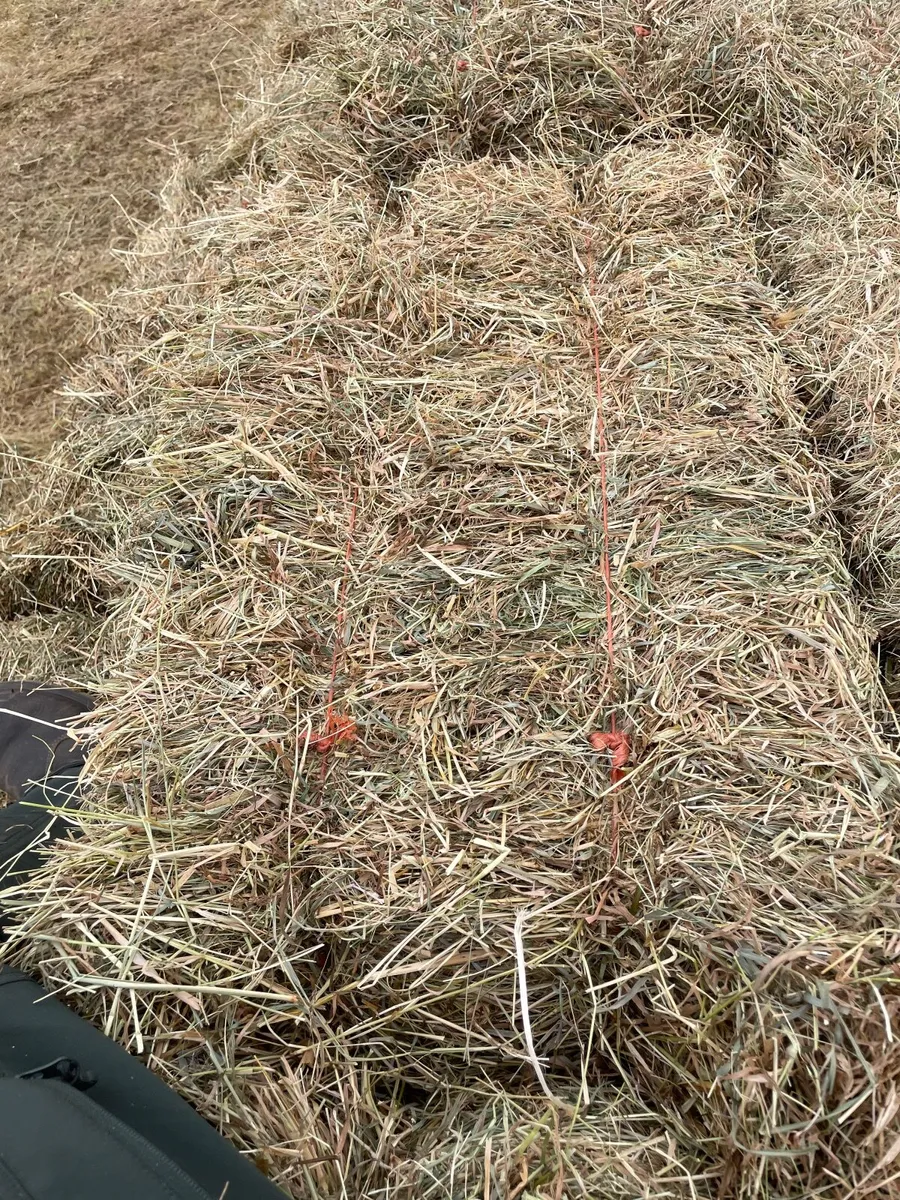 Square bales of hay - Image 4