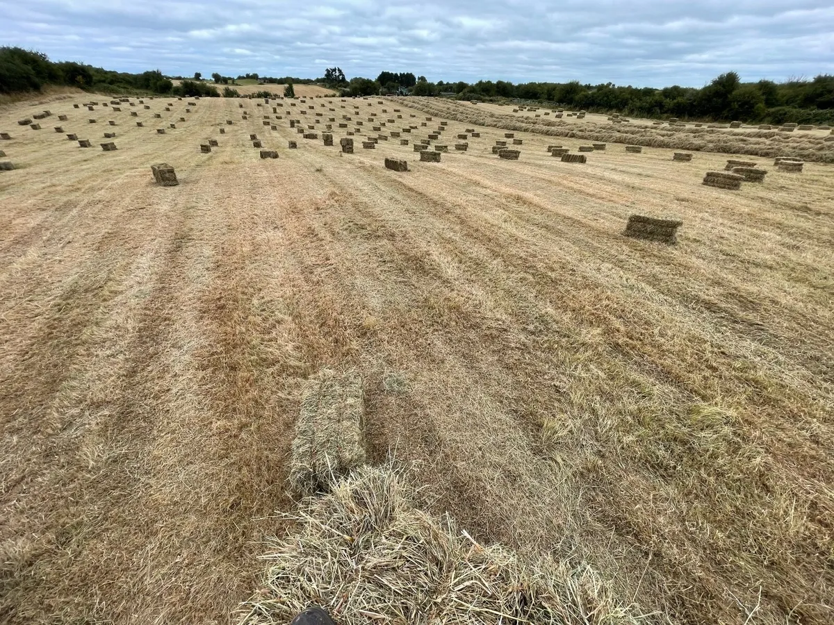 Square bales of hay - Image 2